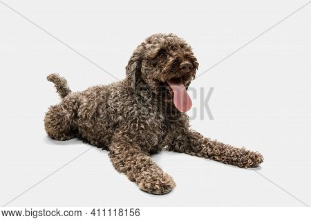 Cute Funny Big Lagotto Romagnolo Dog Lying Isolated Over White Background.