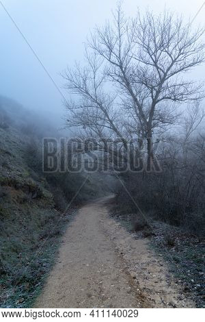 Foggy Landscape In The Forest With Dirt Road Between Bare Bare Trees. Winter Scene. Sickles Rio Dura