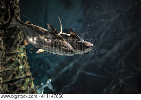 A Couple Of Pangasius Swimming In Love On A Underwater Date  / Fish Love / Pangasius Sutchi / Shark 