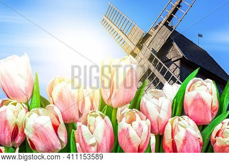 Rant Tulips Field With Dutch Windmill , Pink Fresh Tulips Background For Banner