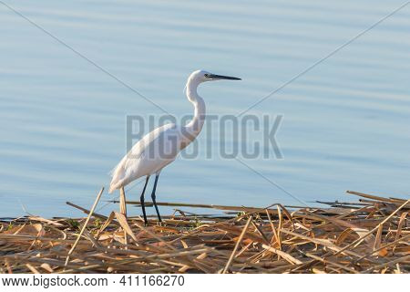 Little Egret Hunting (egretta Garzetta) White Little Egret