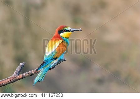 European Bee Eater (merops Apiaster) Animal Background  Animal Background