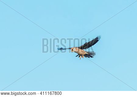 Red Footed Falcon In Flight, Falco Vespertinus
