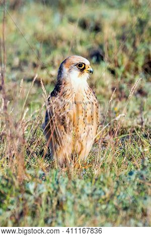 Red Footed Falcon Female (falco Vespertinus) On A Field