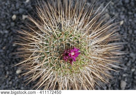 Canary Islands Lanzarote Cactus