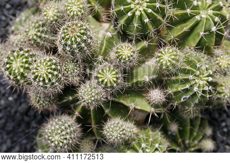 Canary Islands Lanzarote Cactus