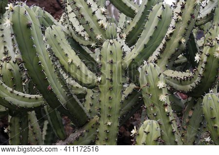 Canary Islands Lanzarote Cactus