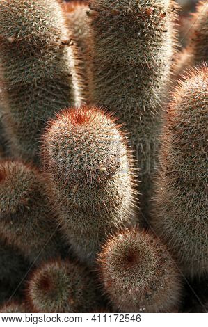 Canary Islands Lanzarote Cactus