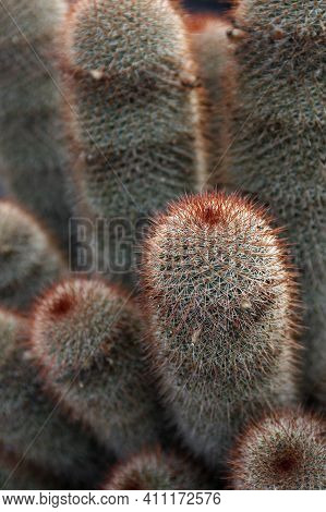 Canary Islands Lanzarote Cactus