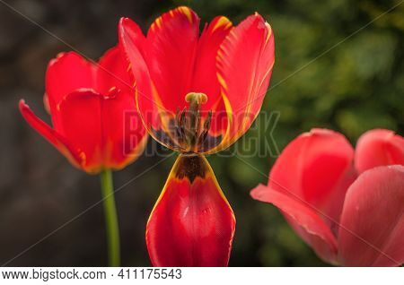 Colorful Red Tulip With One Petal Open To The Bottom