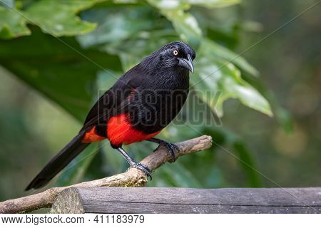 Endemic Bird From Colombia Perched On A Small Stick
