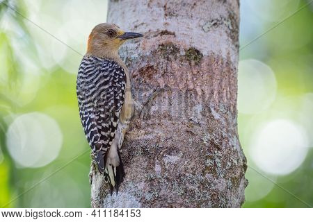 Woodpecker Holding Onto A Tree As It Searches For Food In Its Bark