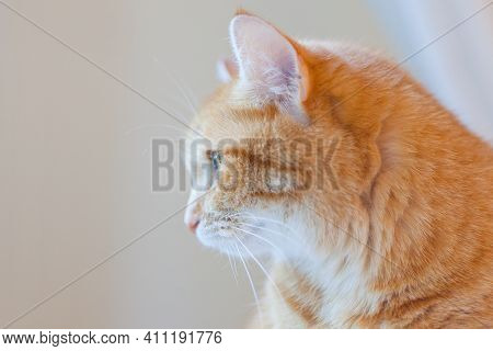 Portrait Of Orange Ginger Cat. Funny Red Cat At Home Atmosphere. Thinking Tabby Ginger Cat. Looking 