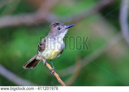 Short-crested Flycatcher (myiarchus Ferox) Perched On A Branch Under A Green Background