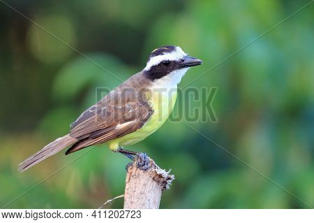 Great Kiskadee (pitangus Sulphuratus) Perched On A Branch And Showing The Yellow Cap