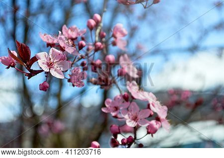 Close Up Of Beautiful Pink Cherry Blossom Flowers. Cherry Blossom Tree Branches On Spring Day In El 