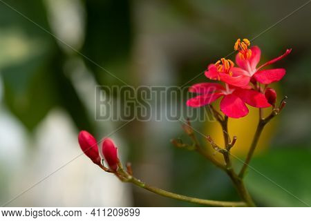 Beauty Jatropha Integerrima Jacq. Or Jatropha Pandurifolia Close Up