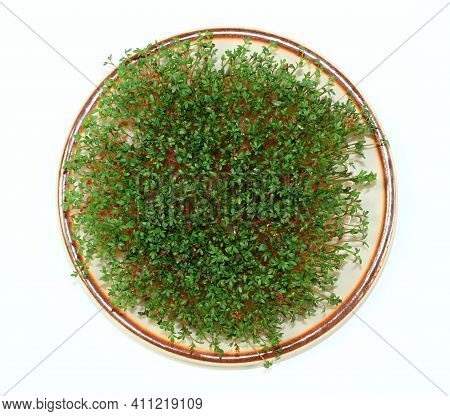 Garden Cress  Growing On The Plate, Flat Lay, White Background. Lepidum Sativum, Also Called Mustard