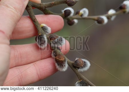 Spring. A Hand Holding A Willow Branch