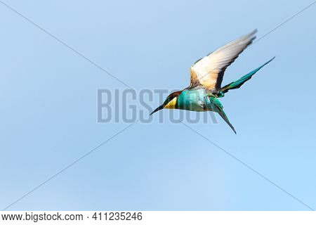 European Bee-eater (merops Apiaster) Flying, Colorful Body, Beautiful Bird On Sky