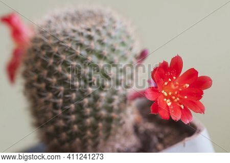 Rebutia Minuscula Cactus Flower, Close Up Shot, Local Focus