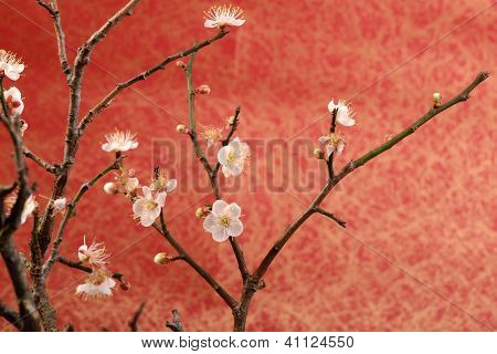 hvide blomme bloossom