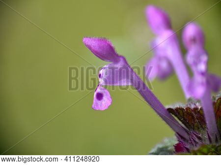 Macro Detail Of Flower Of Lamium Amplexicaule Plant. Wild Flower Next To A Rural Road, Munilla, La R