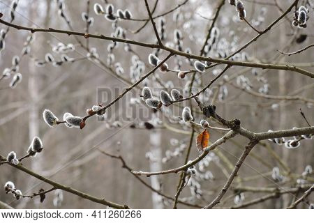Blooming Willow. Delicate Inflorescences On Bush Branches In A Damp Forest In Early Spring. March, T