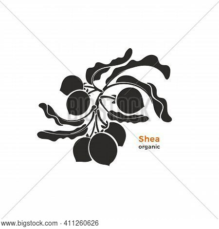 Shea Branch Print. Vector Silhouette Of Nuts, Leaves. Nature Symbol. Black Shape Isolated On White B