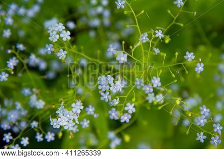 Great Forget-me-not (brunnera Macrophylla) Plant Blooming With Blue Flowers