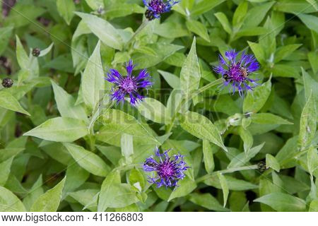 The Centaurea Flower Blooming In Close Up