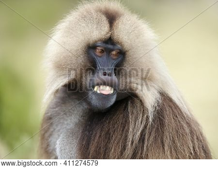 Close Up Of A Male Gelada Monkey (theropithecus Gelada) Against Green Background In Simien Mountains