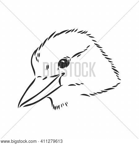 Black Outlined Kookaburra Bird-vector Drawing, Kookaburra Vector Sketch Illustration On White Backgr