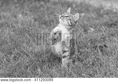 Lets Play Together. Mestizo Pet. Cat In Playful Mood. Fluffy Kitten Outdoor. Outbred Cat Sit On Gree