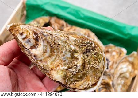 Eating Of Fresh Big Raw Fine De Claires Vertes Green French Oysters From Marennes-oleron