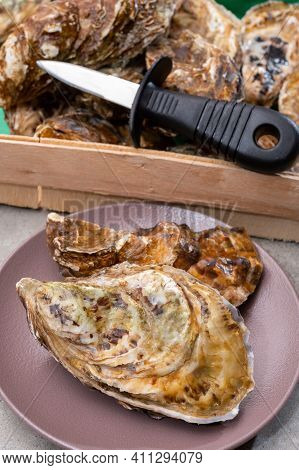 Eating Of Fresh Big Raw Fine De Claires Vertes Green French Oysters From Marennes-oleron