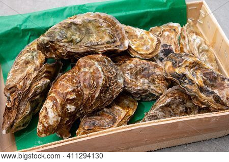 Eating Of Fresh Big Raw Fine De Claires Vertes Green French Oysters From Marennes-oleron