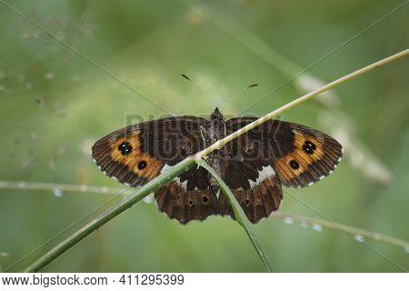 Erebia Euryale, The Large Ringlet, Is A Species Of Butterfly Belonging To The Family Nymphalidae. , 