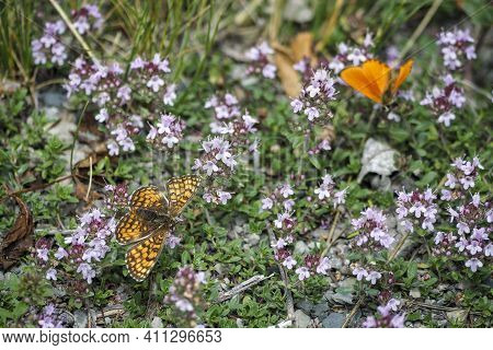 Melitaea Parthenoides, The Meadow Fritillary, Is A Butterfly Of The Family Nymphalidae. , An Intrest