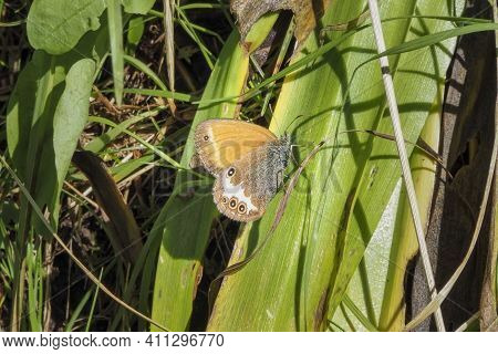 Coenonympha Arcania, The Pearly Heath, Is A Butterfly Species Belonging To The Family Nymphalidae. ,