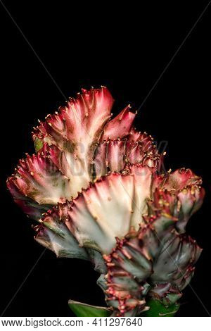 Close-up Of Red-green Euphorbia Lactea Cristata Succulent Plant On The Black Background. Macro Photo