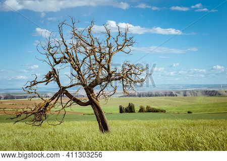 Rural Landscape From Klickitat County, Washington Tree