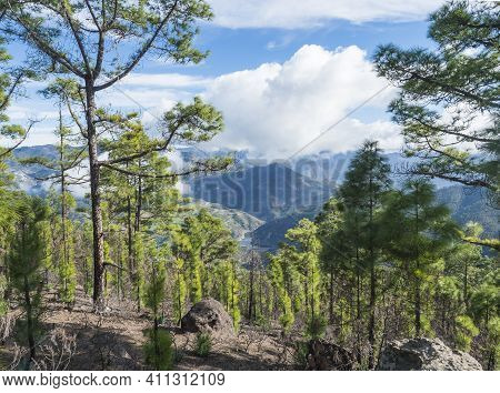 Green Hills And Forest Mountains, Landscape Of Tamadaba Natural Park. Gran Canaria, Canary Islands, 