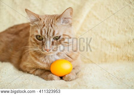Funny Fat Ginger Cat Holding Orange Painted Eggs For Easter. High Quality Photo