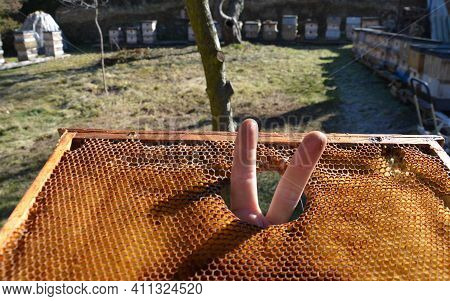 In Some Combs There Are Holes That Bees Make As Abbreviations. Beekeeper At Apiary Makes Fingers In 