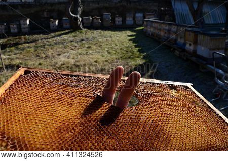 In Some Combs There Are Holes That Bees Make As Abbreviations. Beekeeper At Apiary Makes Fingers In 