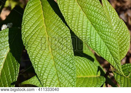 Beautiful Green Patterned Leaves With Well Defined Pattern And Texture