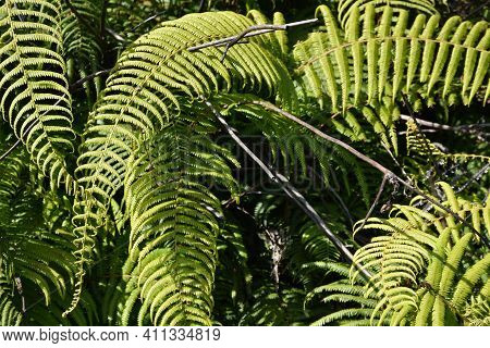 Fresh And Green Himalayan Fern With Well Defined Texture