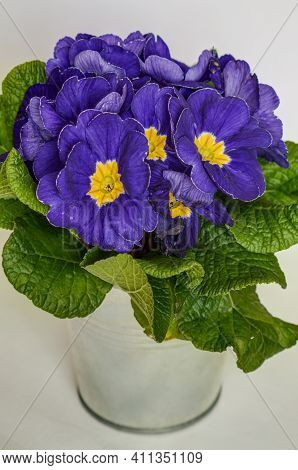 Polyanthus Or Primrose Primula Vulgaris