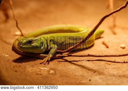Beautiful Balkan Green Lizard - Lacerta Trilineata Close Up